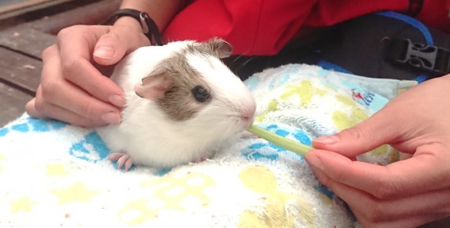 モルモット　ふれあい2　akechi　HPyou